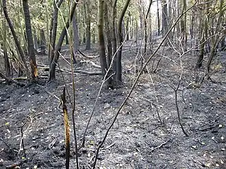 Waldboden nach dem Brand vom 22. Juli 2006