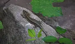 Mauereidechse (Podarcis muralis), Weibchen