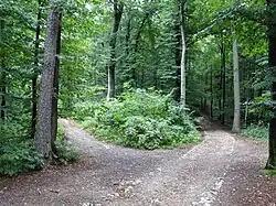 Waldwege auf dem Kapuzinerberg