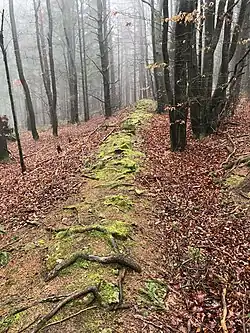 Keltischer? Wall am Brehberg