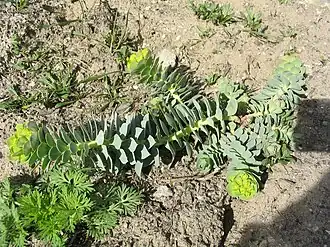 Wuchsform einer jungen Pflanze