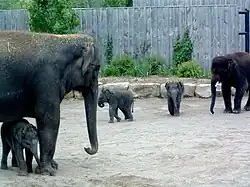 Asiatische Elefanten mit Jungtieren