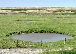 Zwei wassergefüllte Bombentrichter von 1945 im Innengroden, dahinter Dünen