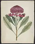Wa-ra-ta [waratah (Telopea speciosissima)], George Raper, Aquarell; 40 × 31,1 cm (um 1789)
