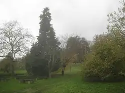 Blick von der Scheinzypresse (vorne links) zur Bastionsmauer und der Blutbuche (hinten Mitte).