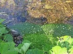 Wasserhahnenfuß im Eifgenbach