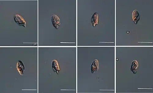 LM-Aufnahmen von O. maritima OMJJ 305. Balken: 20 µm.