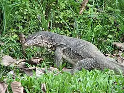 Agusan Marsh Wildlife Sanctuary