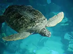 Grüne Meeresschildkröte