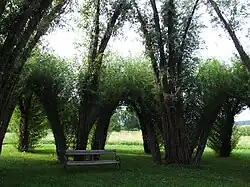 Weidenarchitektur im Thermenpark
