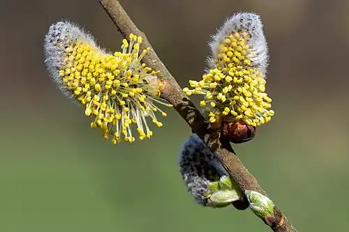 Beginnende Blüte von Weidenkätzchen (Salix spec.)