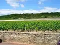 Weinbau an der Côte de Nuits