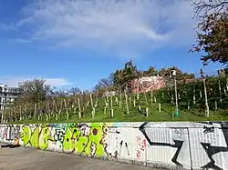 Weinberg am Stintfang in Hamburg