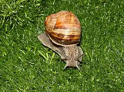 Eine Anhang-V-Art ist die Weinbergschnecke