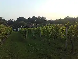 Blick auf einen Weingarten am Hoch-Csaterberg