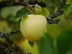 Apfel am Baum
