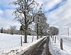 Alte Birnbäume an der Straße zum Reiterhof
