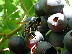 Lochfraß von einer Wespe an Beeren. Besonders früh reifende Sorten sind betroffen