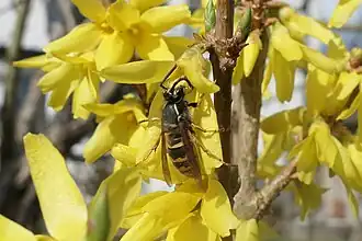 Wespenkönigin an Hybride „Immengarten“