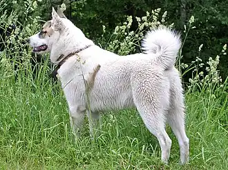 Laika (Westsibirischer Laika)