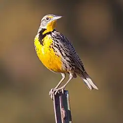 Westlicher Lerchenstärling