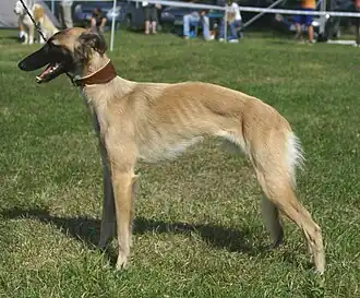 Longhaired Whippet
