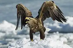 Seeadler
