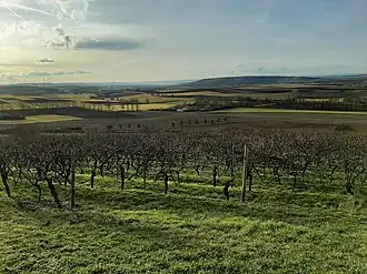 Blick über eine Weinlage im Rheinhessischen Hügelland auf den Wißberg