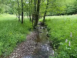 Feuchtwiese und Erlen am Oberlauf