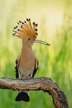 Ein Wiedehopf mit aufgestellter Federhaube sitzt frontal auf einem Ast. Er dreht den Kopf nach rechts. Ganz vorne im Schnabel ist quer ein längliches orange-braunes Objekt