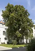 Kastanienbaum (Nr.&nbsp;650)