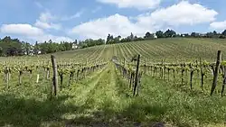 Weingärten an der Alszeile.