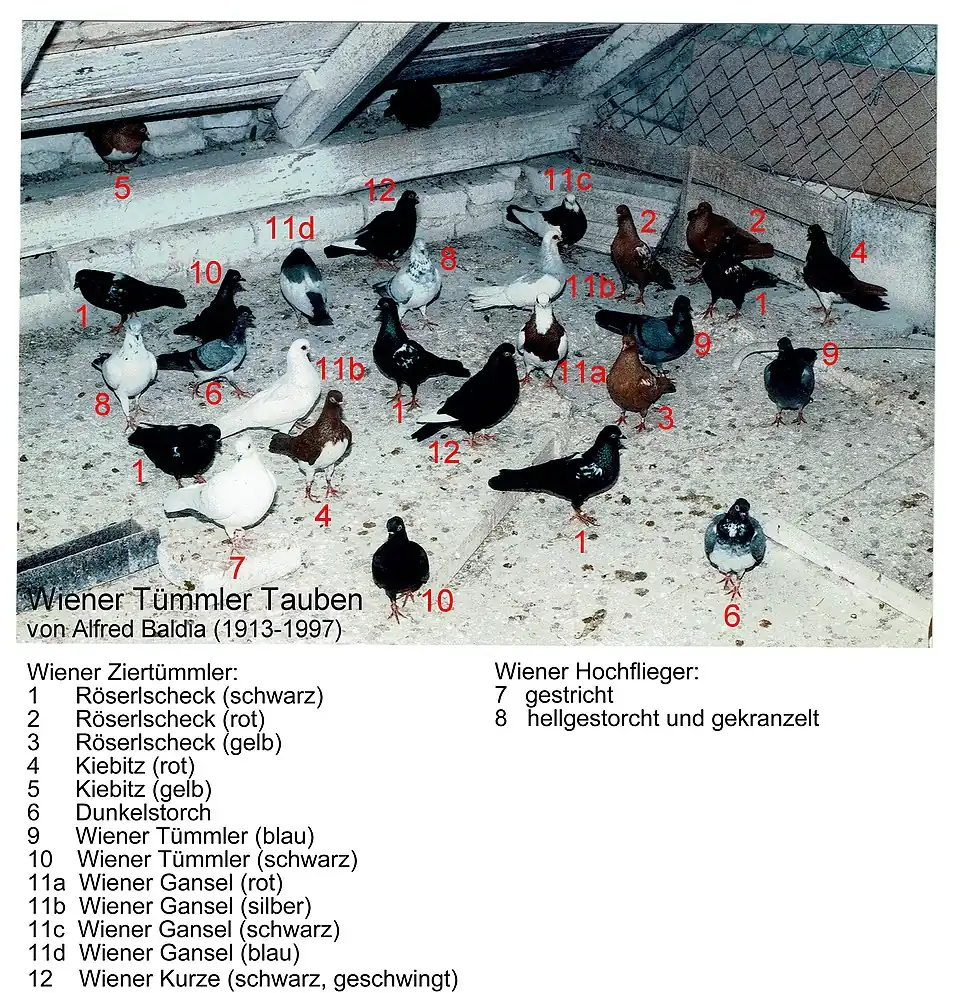 Wiener Tümmler Tauben von Alfred Baldia (1980)