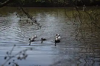 Teich bei Hof Armada