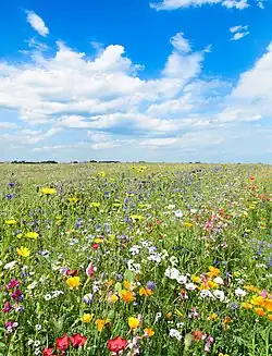 Typische Deutsche Blumenwiesen (Biotop des Jahres 2011)