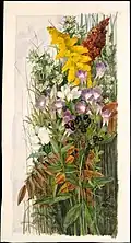 Wildflowers, Aquarell, Metropolitan Museum of Art, 1875
