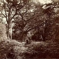 William Drooke Harrison, Le chêne Bodmer, Forêt de Fontainebleau, um 1870/80