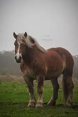 Rheinisch-Deutsche Kaltblutstute