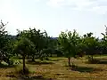 Obstplantage auf dem Wingertsberg bei Langstadt innerhalb der Kleinen Bergstraße (231.3)