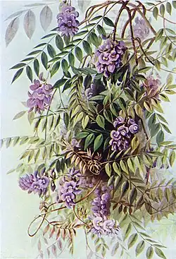 Wisteria frutescens in Southern Wild Flowers and Trees