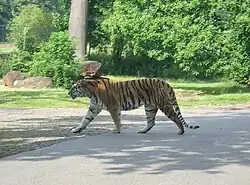 Tiger kreuzt Straße