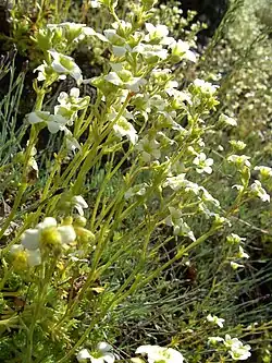 Grönländischer Steinbrech