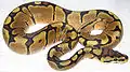 Woma Ball Python