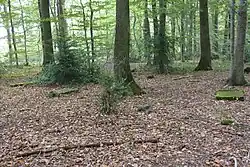 Jüdischer Friedhof, drei liegende Grabsteine