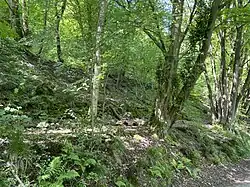 Wupperhang mit Altholz