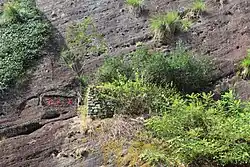 Alte Da-Hongpao-Tee­büsche im Wuyi Shan, 2012