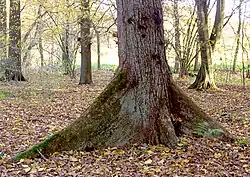 Brettwurzelartige Stammbasis der Flatterulme