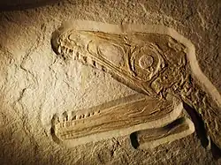 Fossiler Schädel eines jungen Raubsauriers Sciurumimus