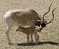 Mendesantilope (Addax nasomaculatus) mit Jungtier