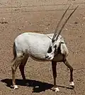 Arabische Oryx (Oryx leucoryx)